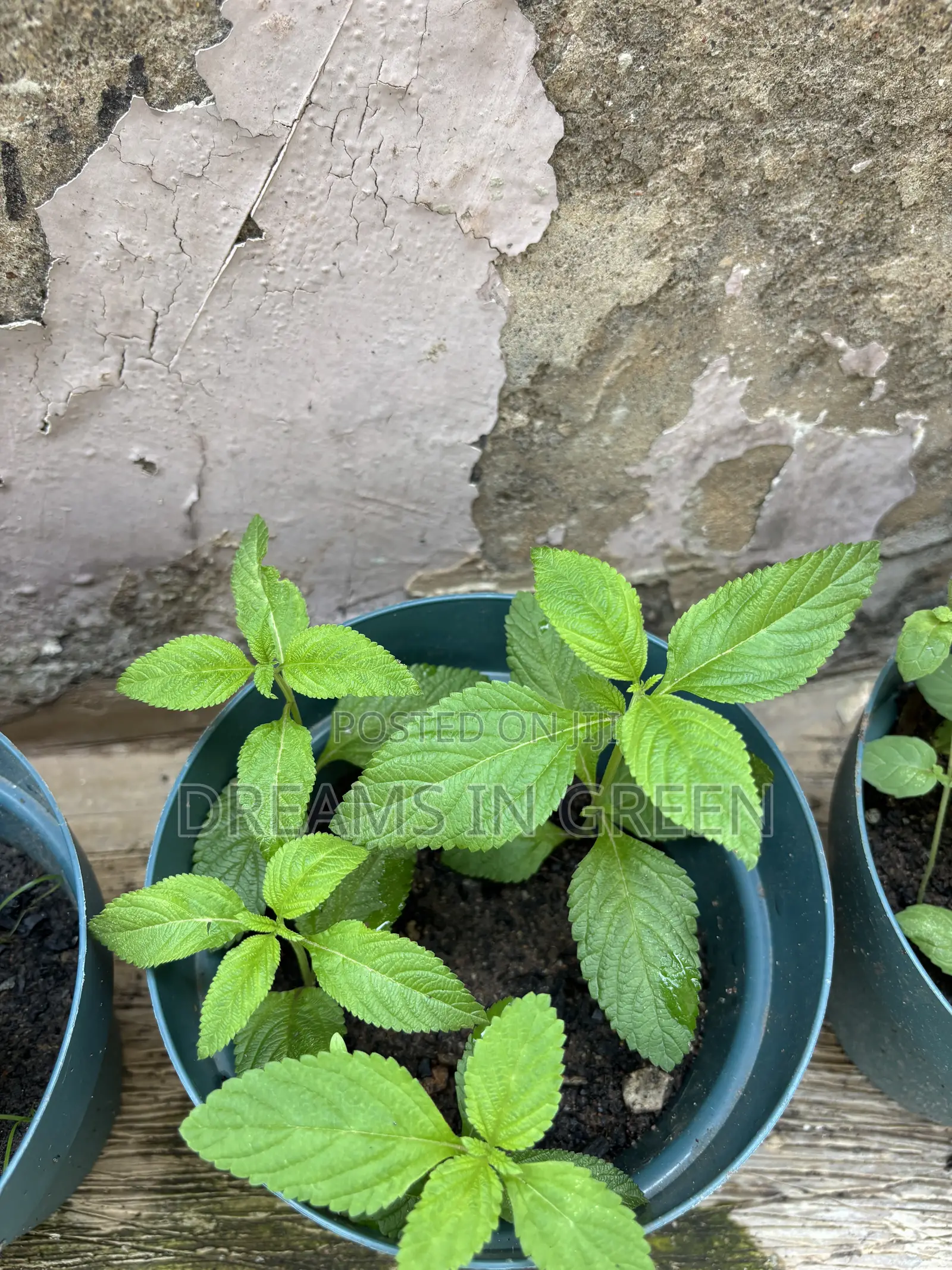 Italian Mint