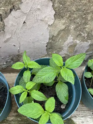 Italian Mint