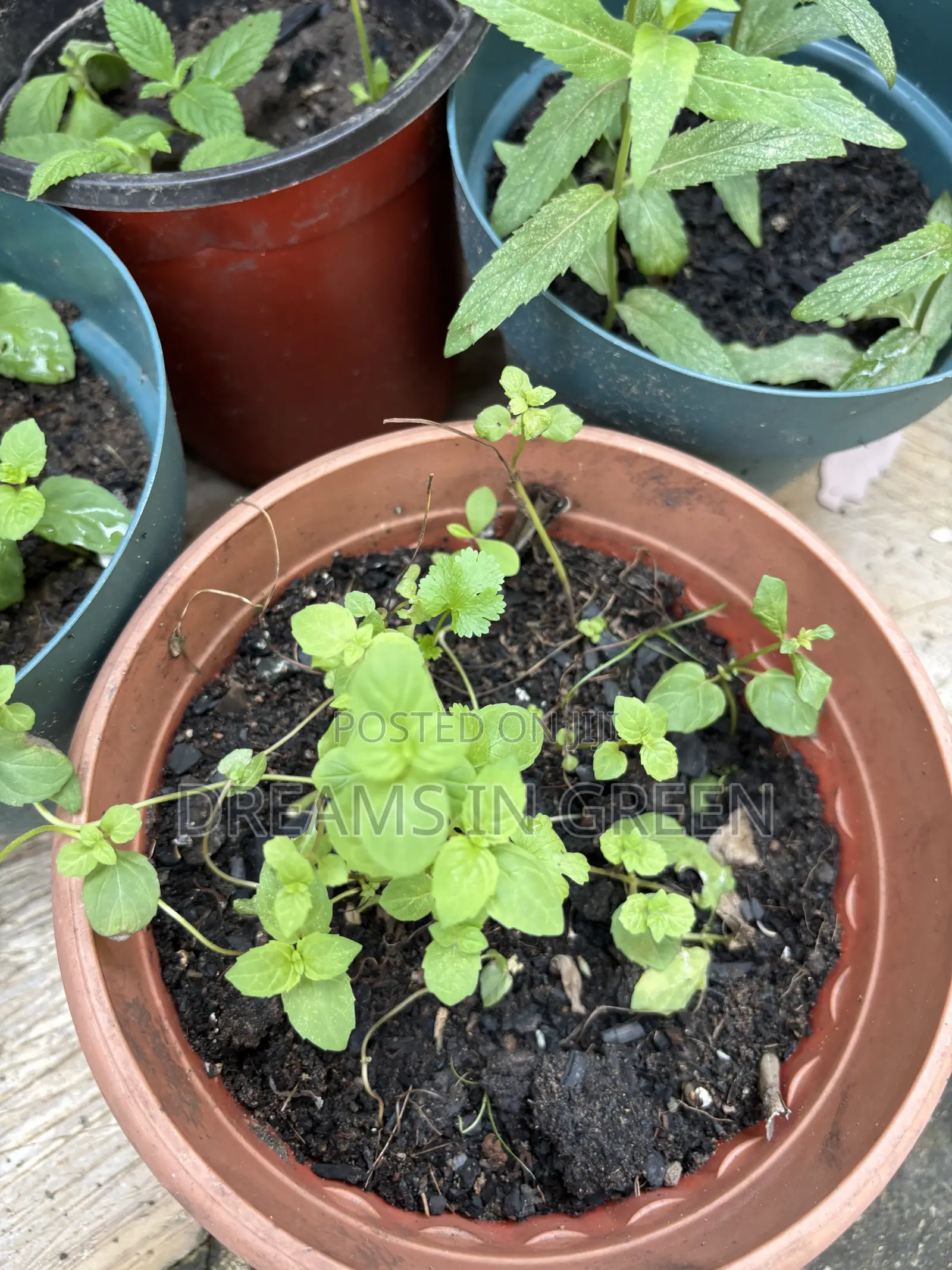 Spearmint Plants