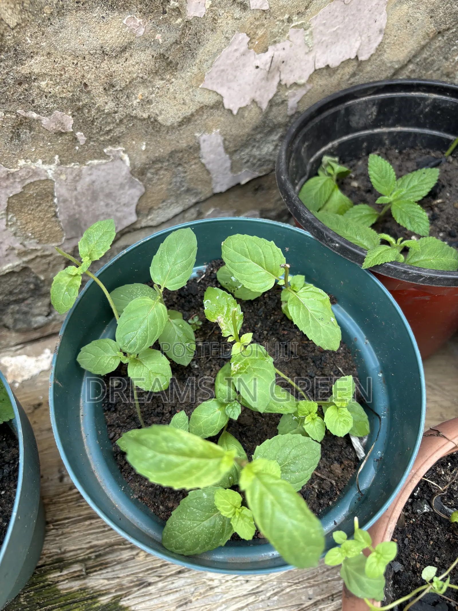 Spearmint Plants