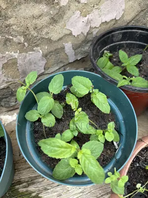 Spearmint Plants