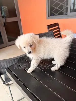 3-6 months Male Purebred American Eskimo