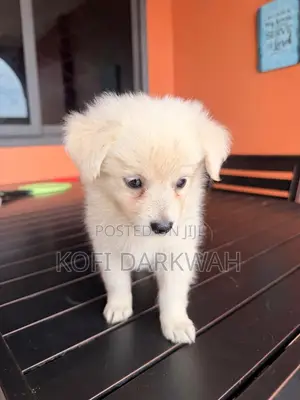 3-6 months Male Purebred American Eskimo