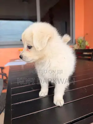 3-6 months Male Purebred American Eskimo