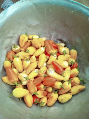 Fresh Garden Eggs