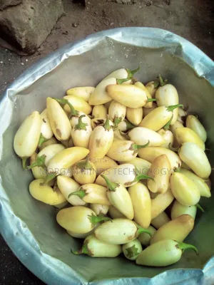 Fresh Garden Eggs