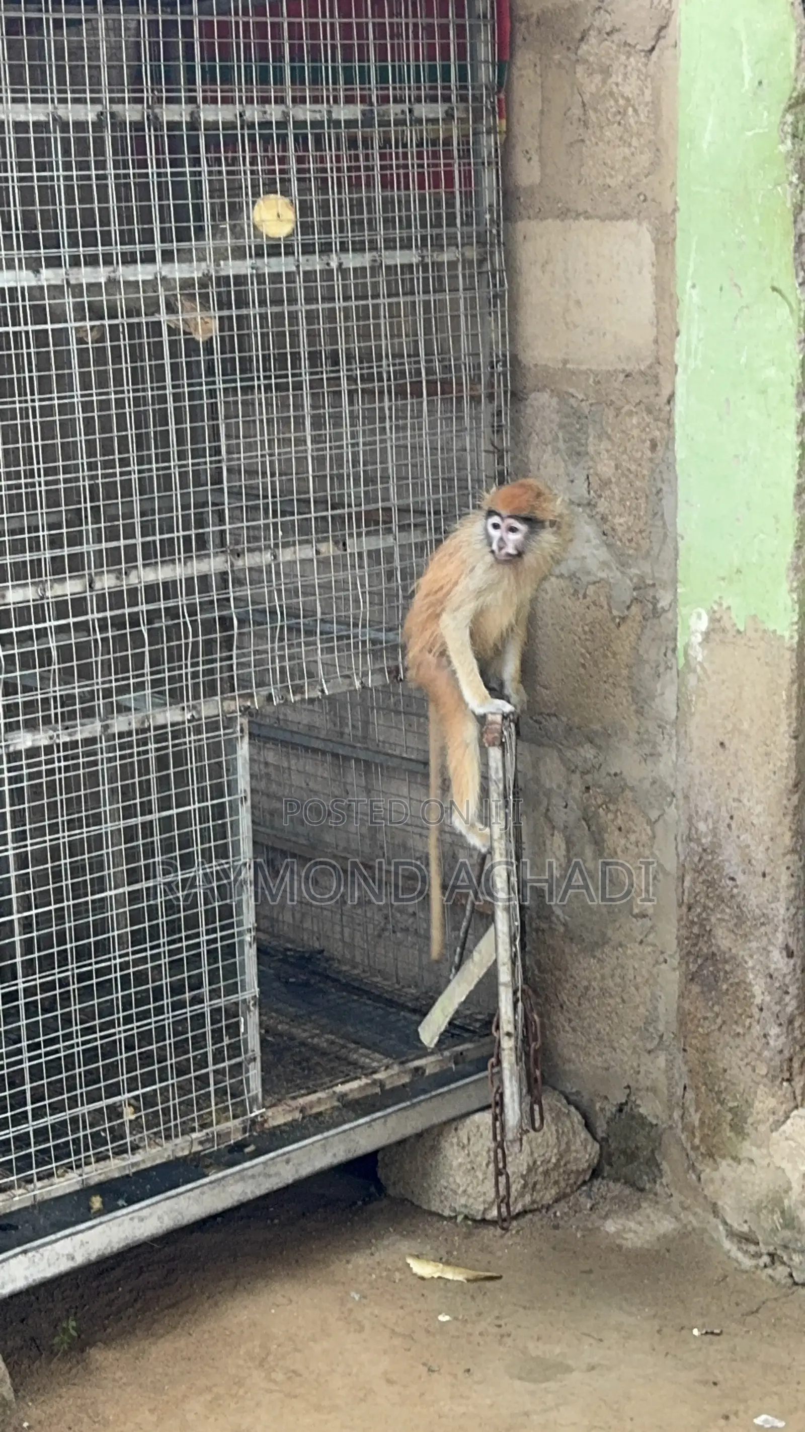 Patas Monkey for Sale