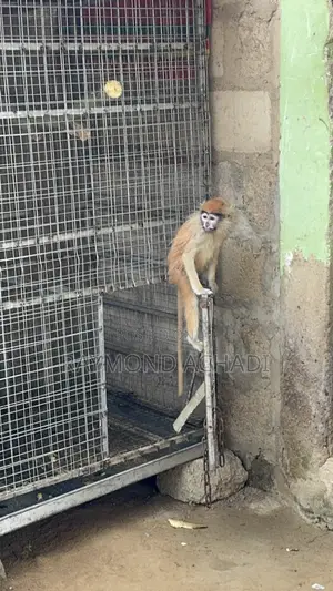 Patas Monkey for Sale