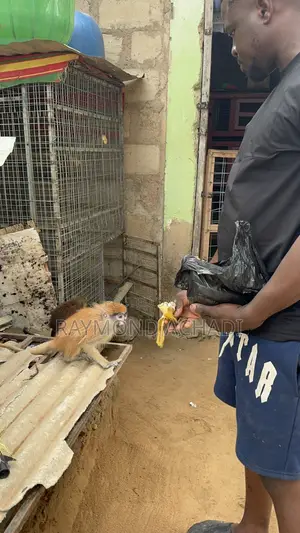 Patas Monkey for Sale