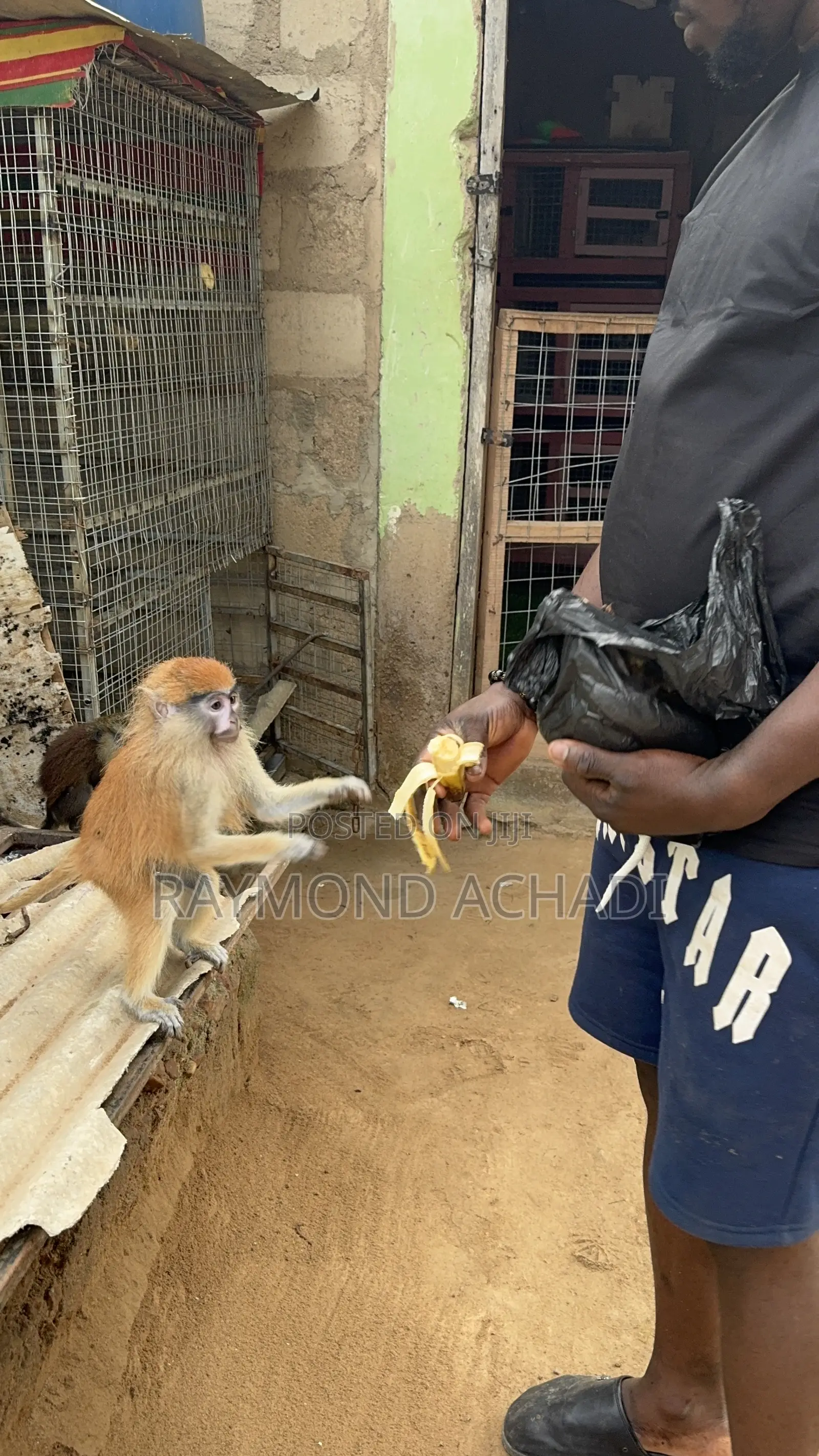 Patas Monkey for Sale