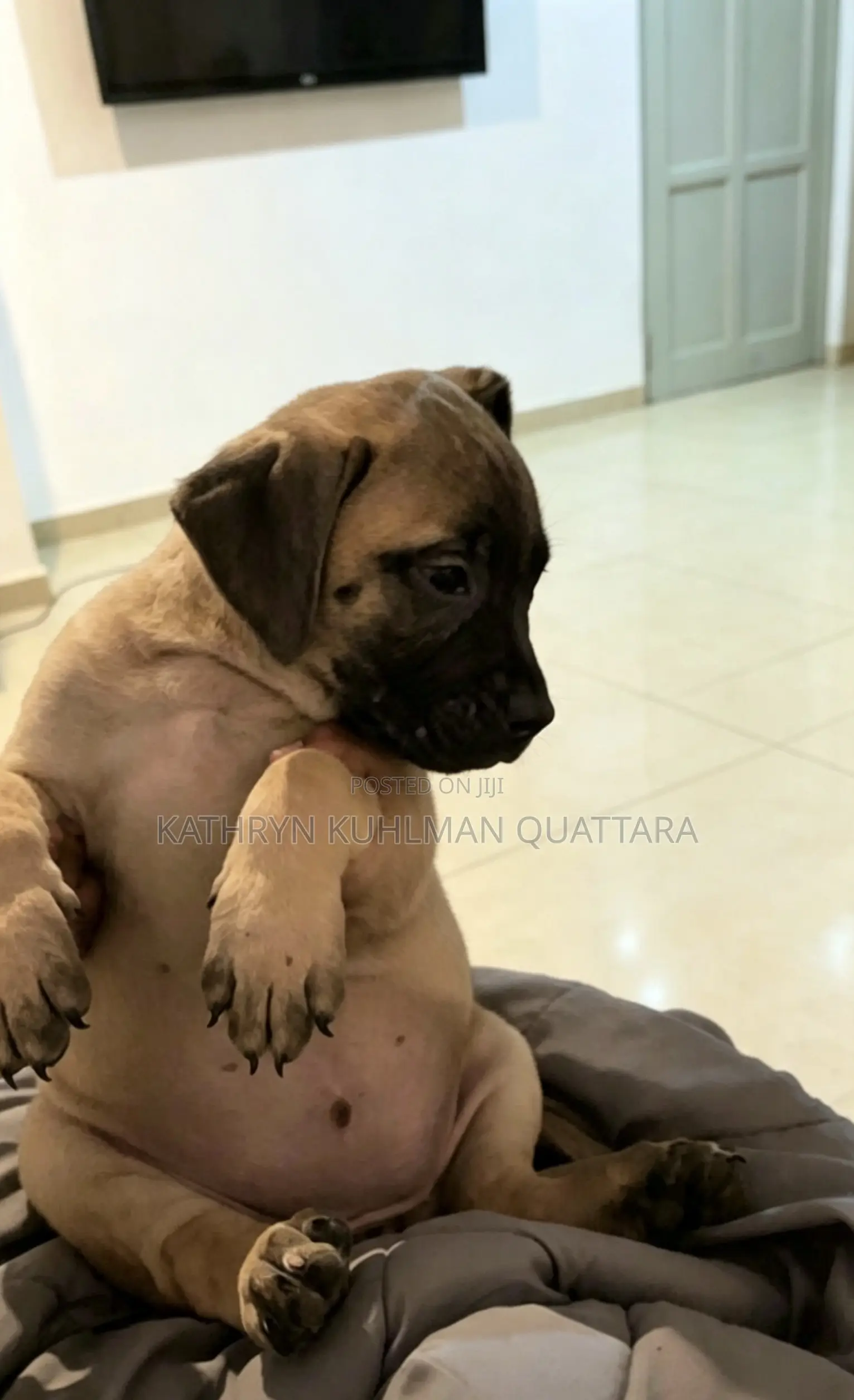 1-3 months Male Mixed Breed Bullmastiff