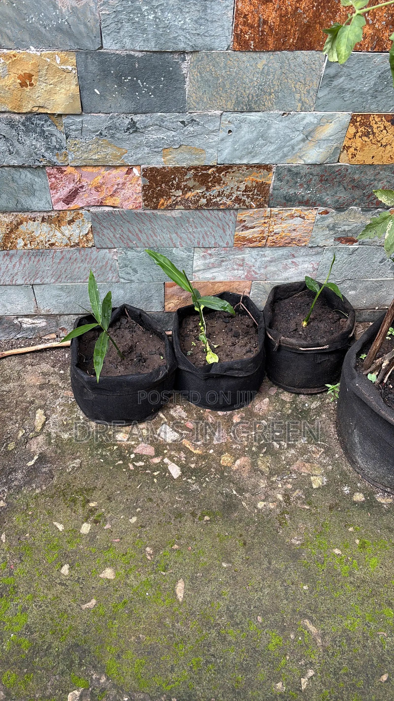 Fabric Grow Bags