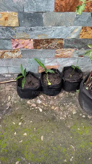 Fabric Grow Bags