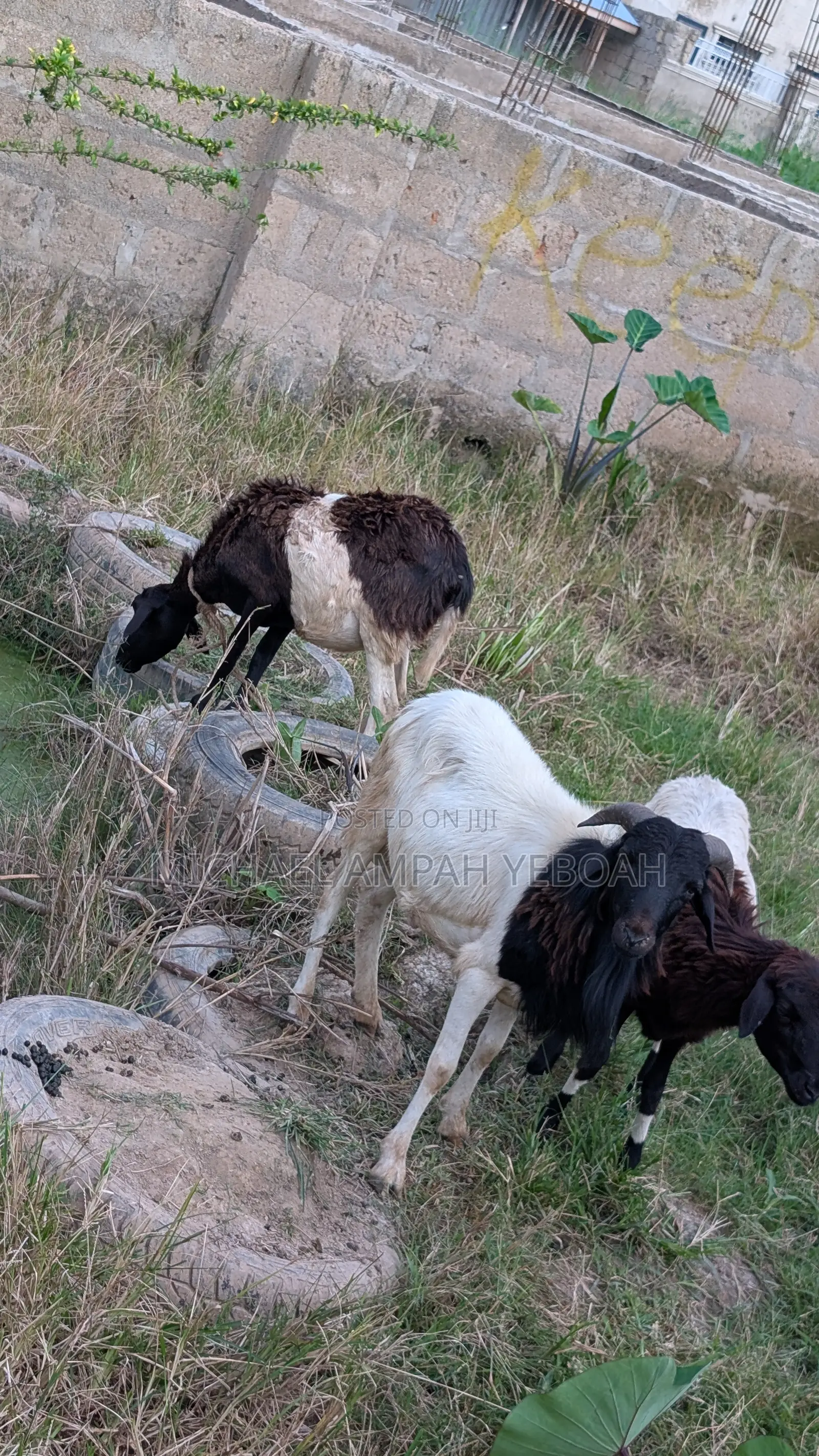 3 Sheep for Sale