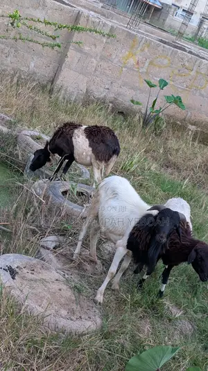 3 Sheep for Sale