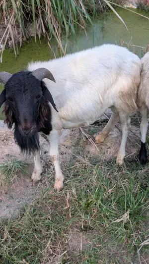 3 Sheep for Sale
