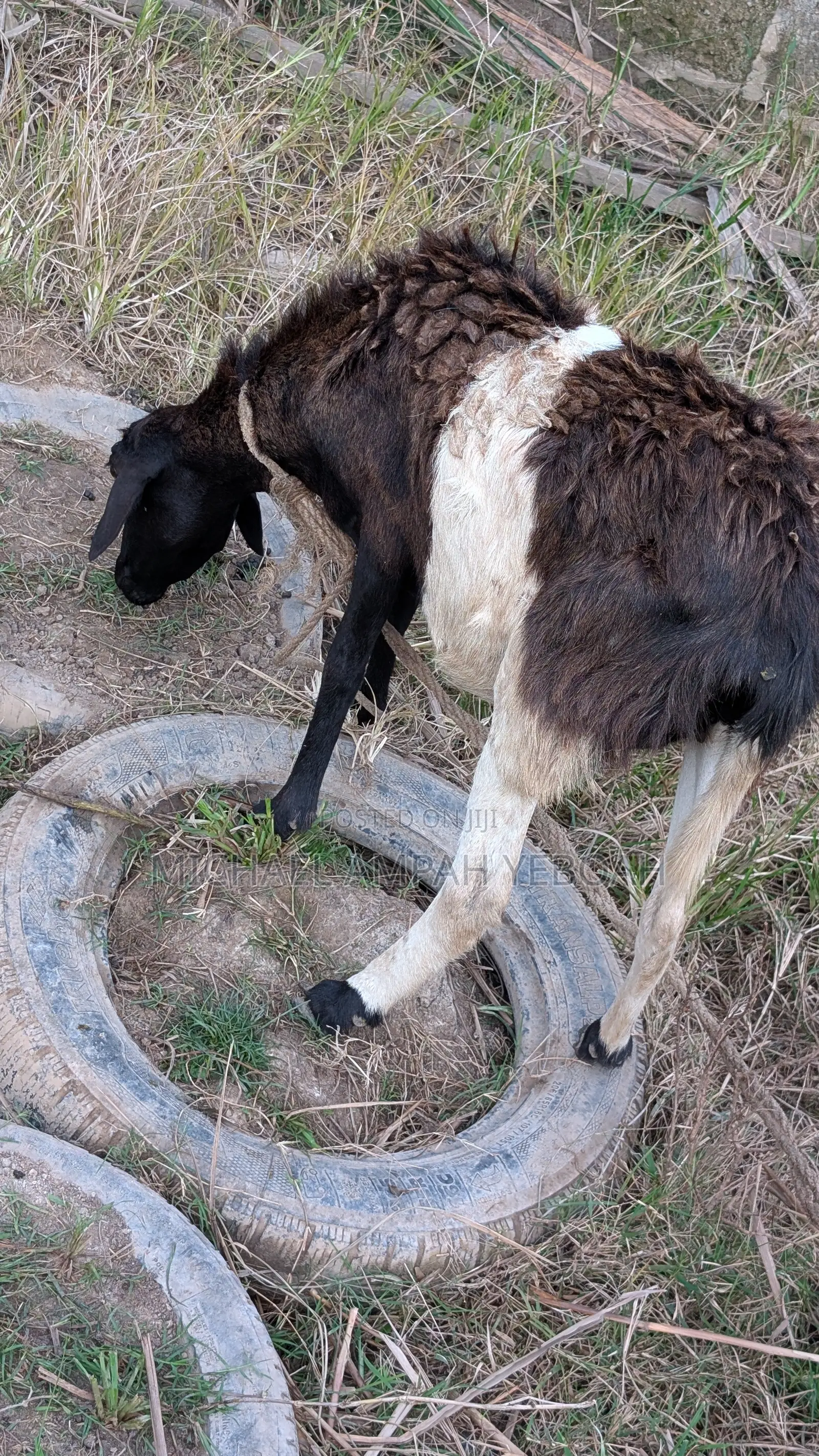 3 Sheep for Sale