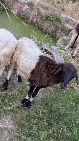 3 Sheep for Sale
