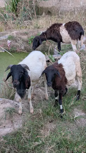 3 Sheep for Sale