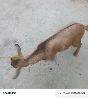 Goat for Sale
