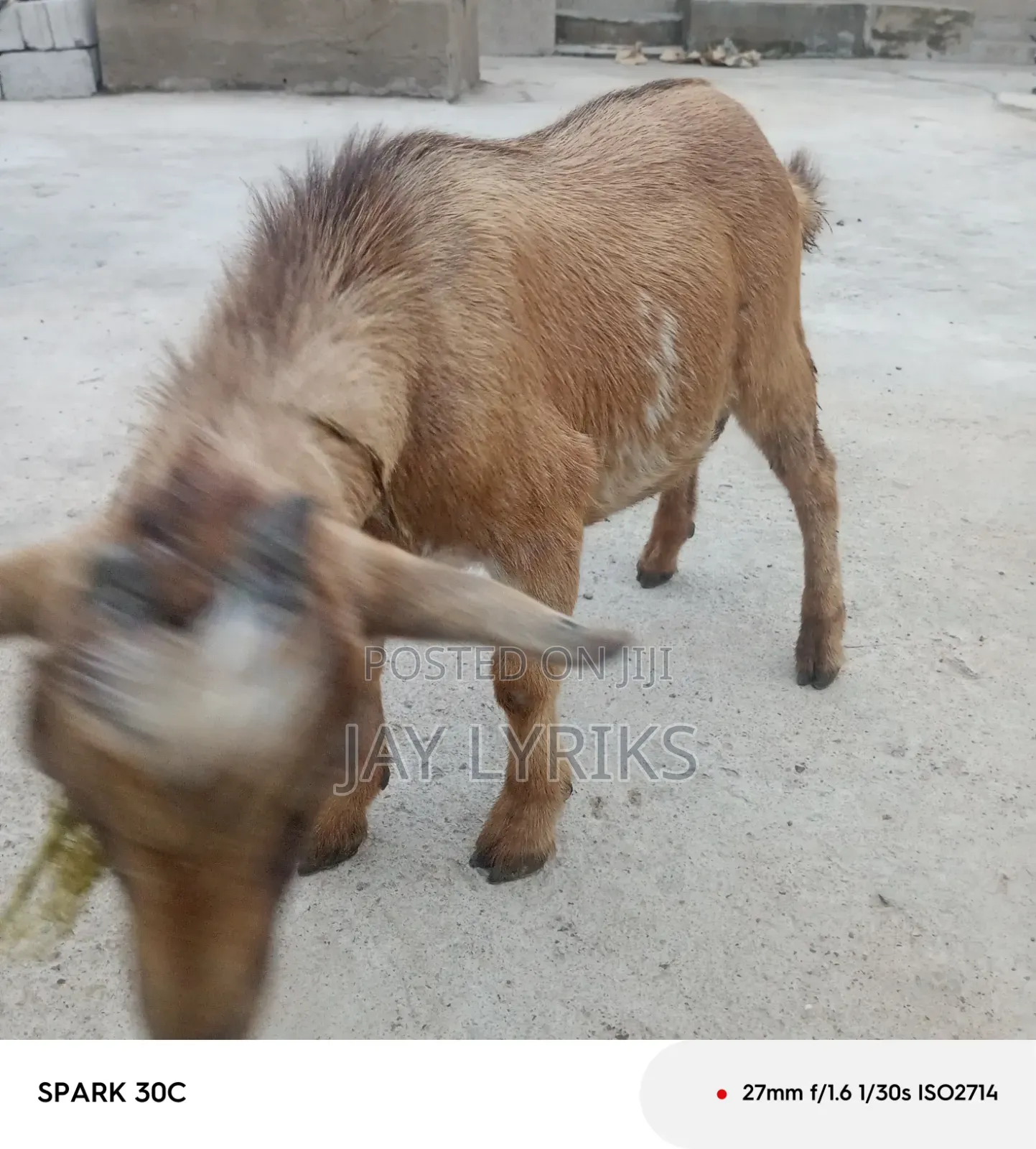 Goat for Sale