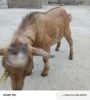 Goat for Sale