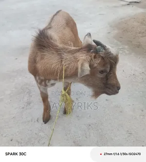 Goat for Sale