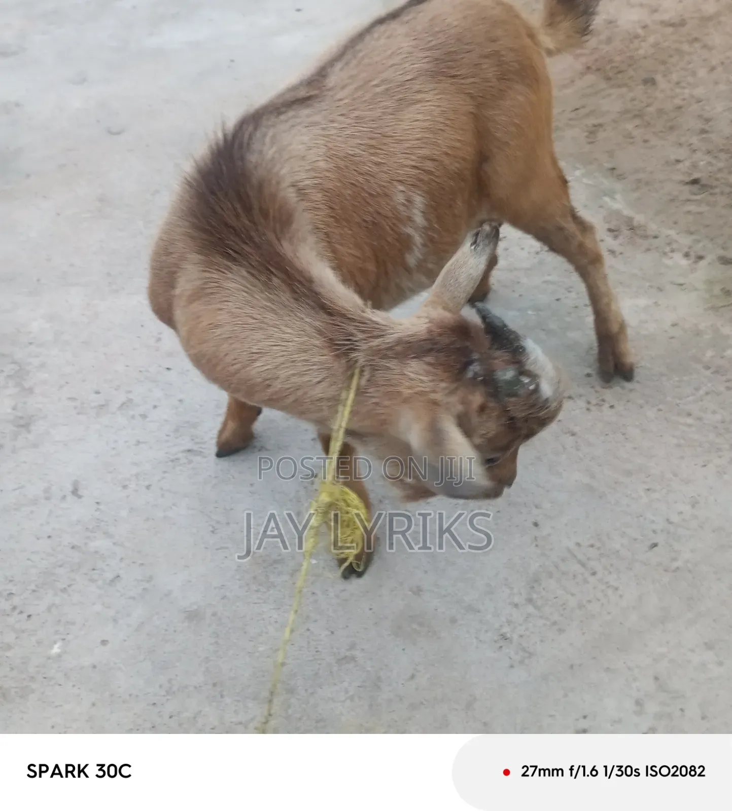 Goat for Sale