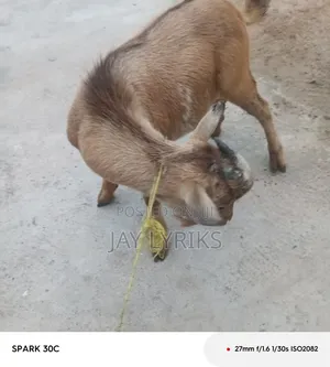 Goat for Sale