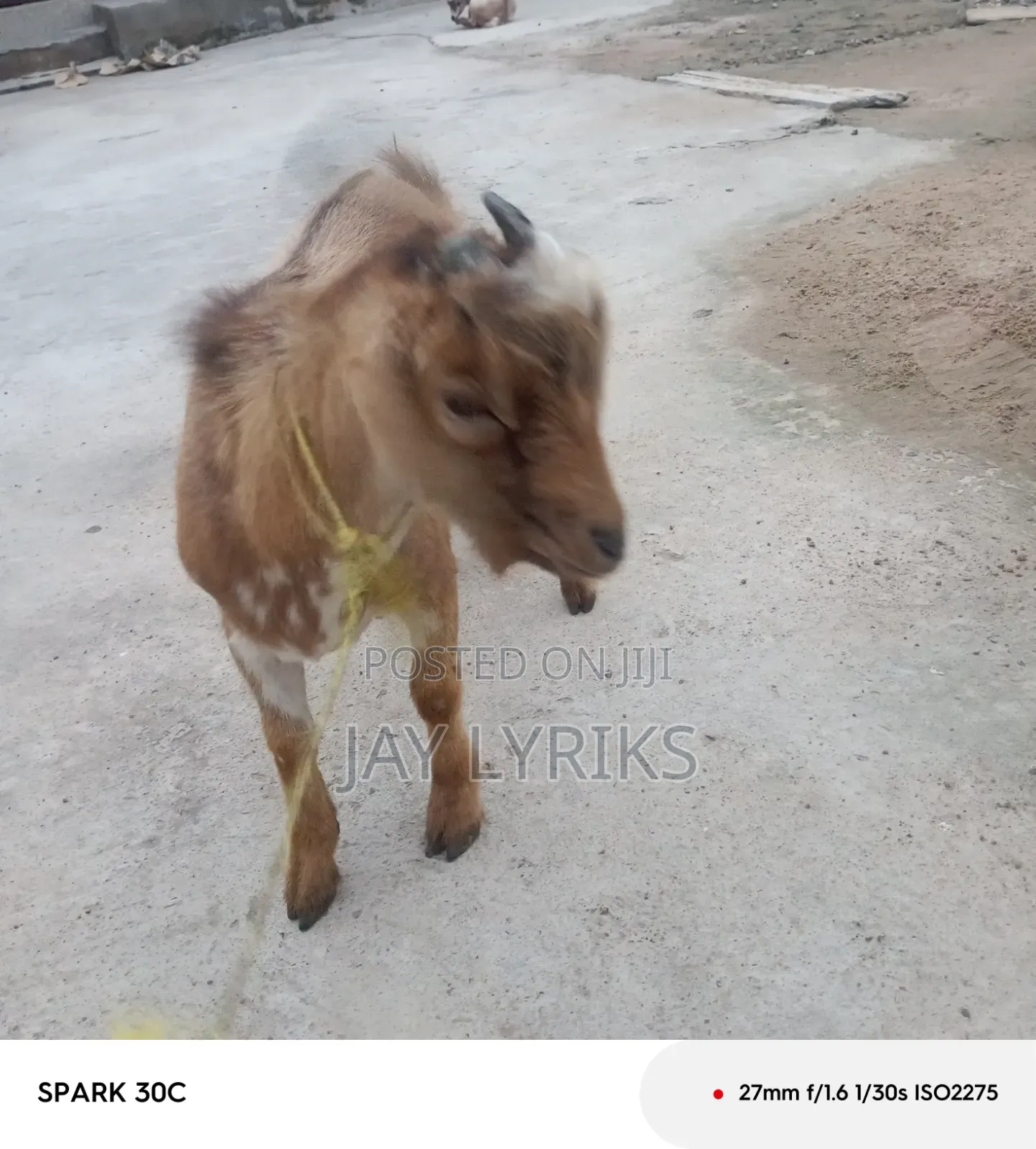 Goat for Sale