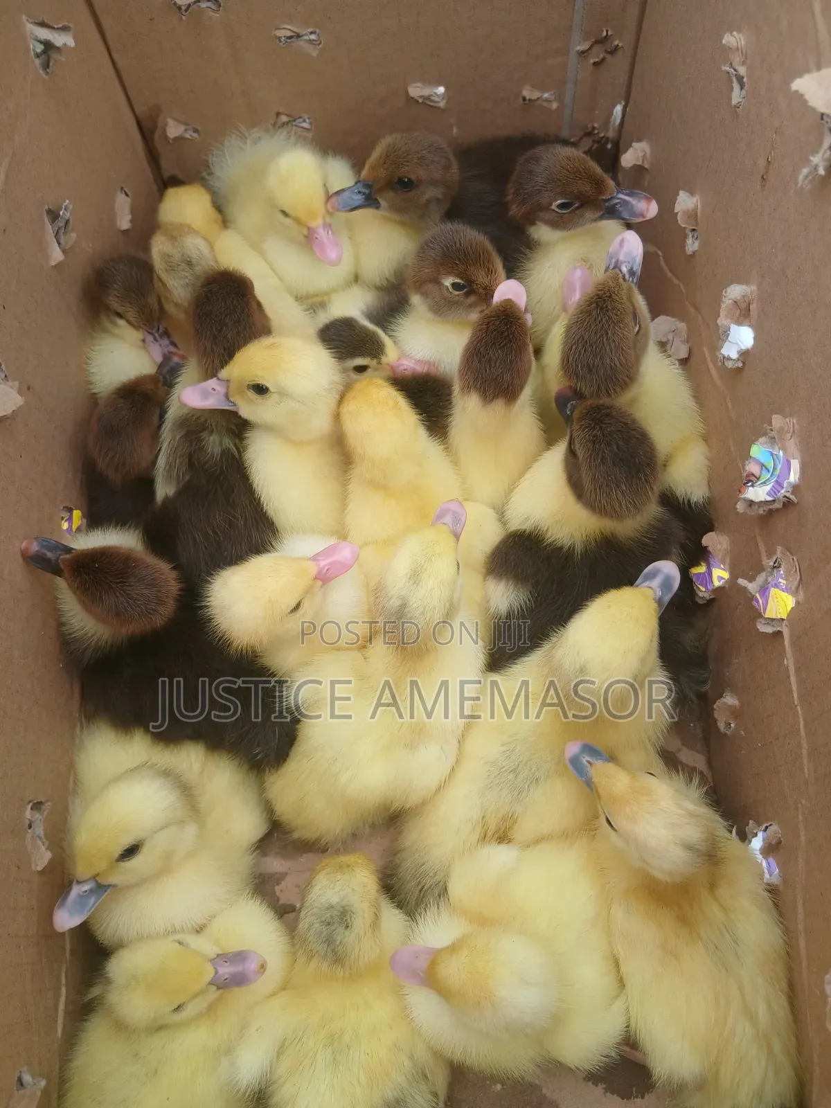 French White Muscovy Ducklings