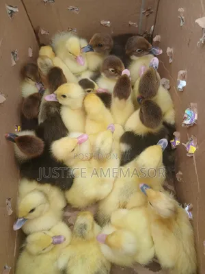 French White Muscovy Ducklings