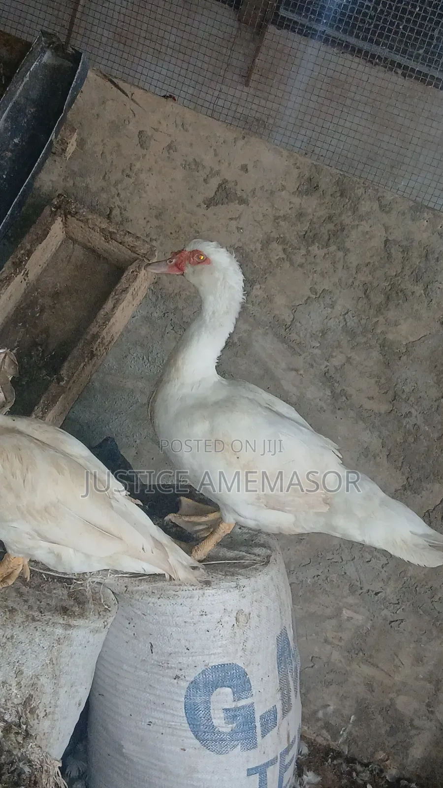 French White Muscovy Ducklings