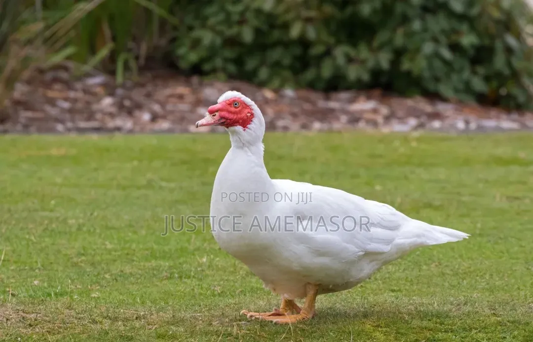 French White Muscovy Ducklings