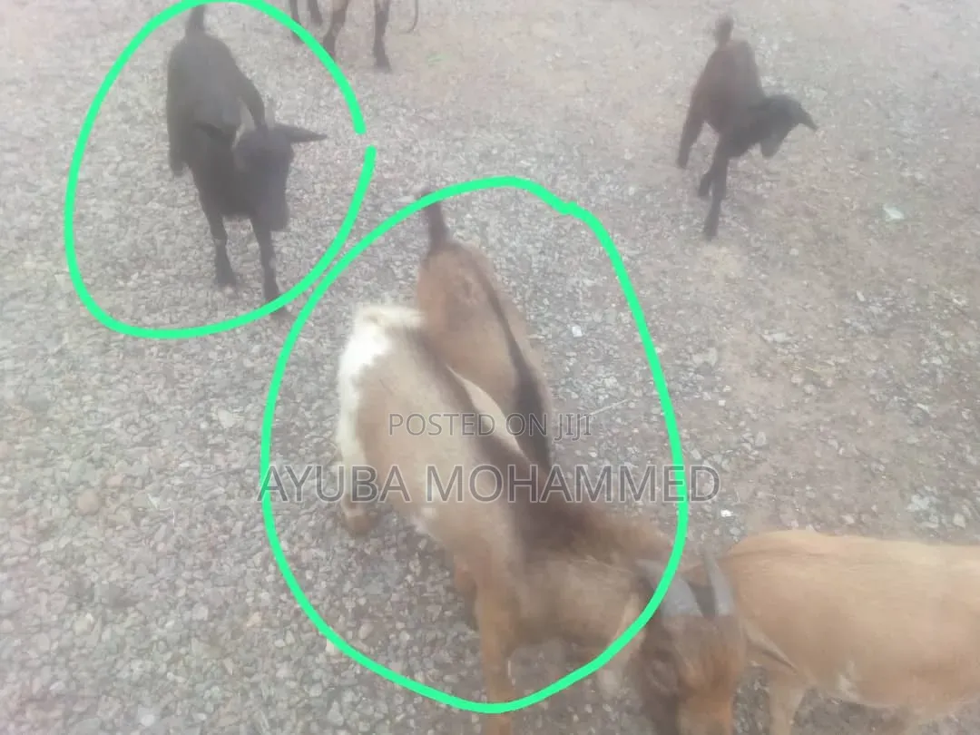 3 Goats for Sale Urgently