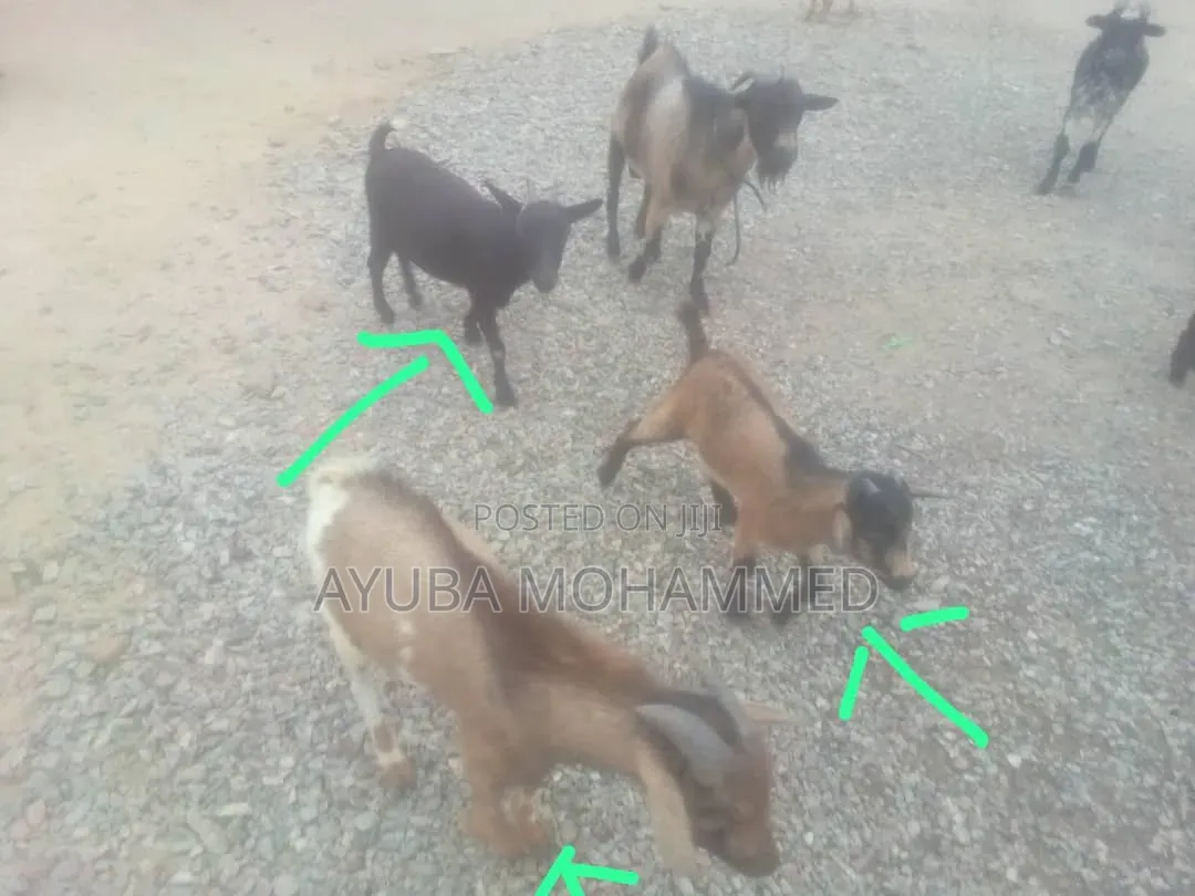 3 Goats for Sale Urgently