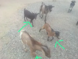 3 Goats for Sale Urgently