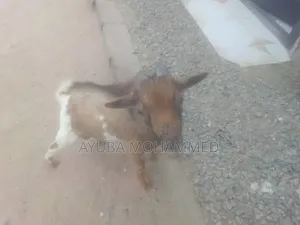 3 Goats for Sale Urgently