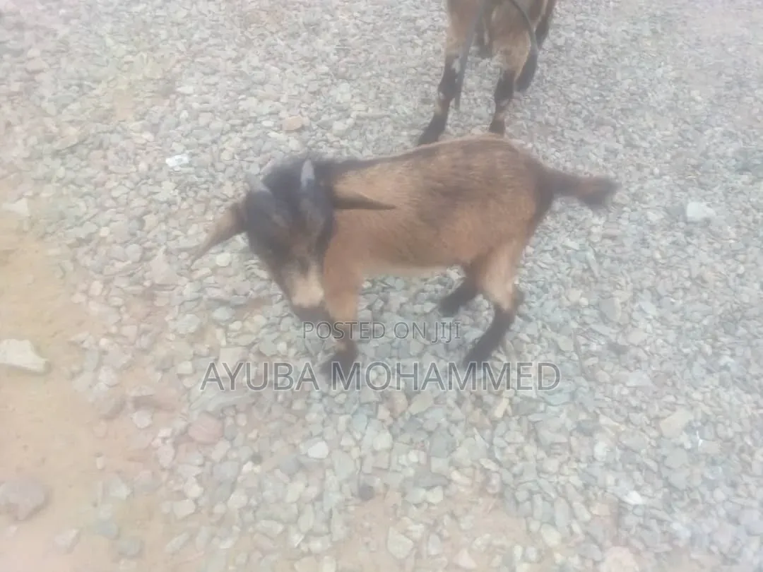 3 Goats for Sale Urgently