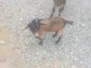 3 Goats for Sale Urgently