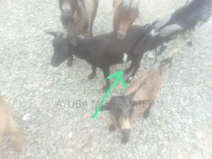 3 Goats for Sale Urgently