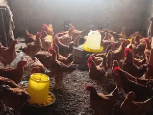 J-Linkers Poultry Farm. Healthy, Organic Meat