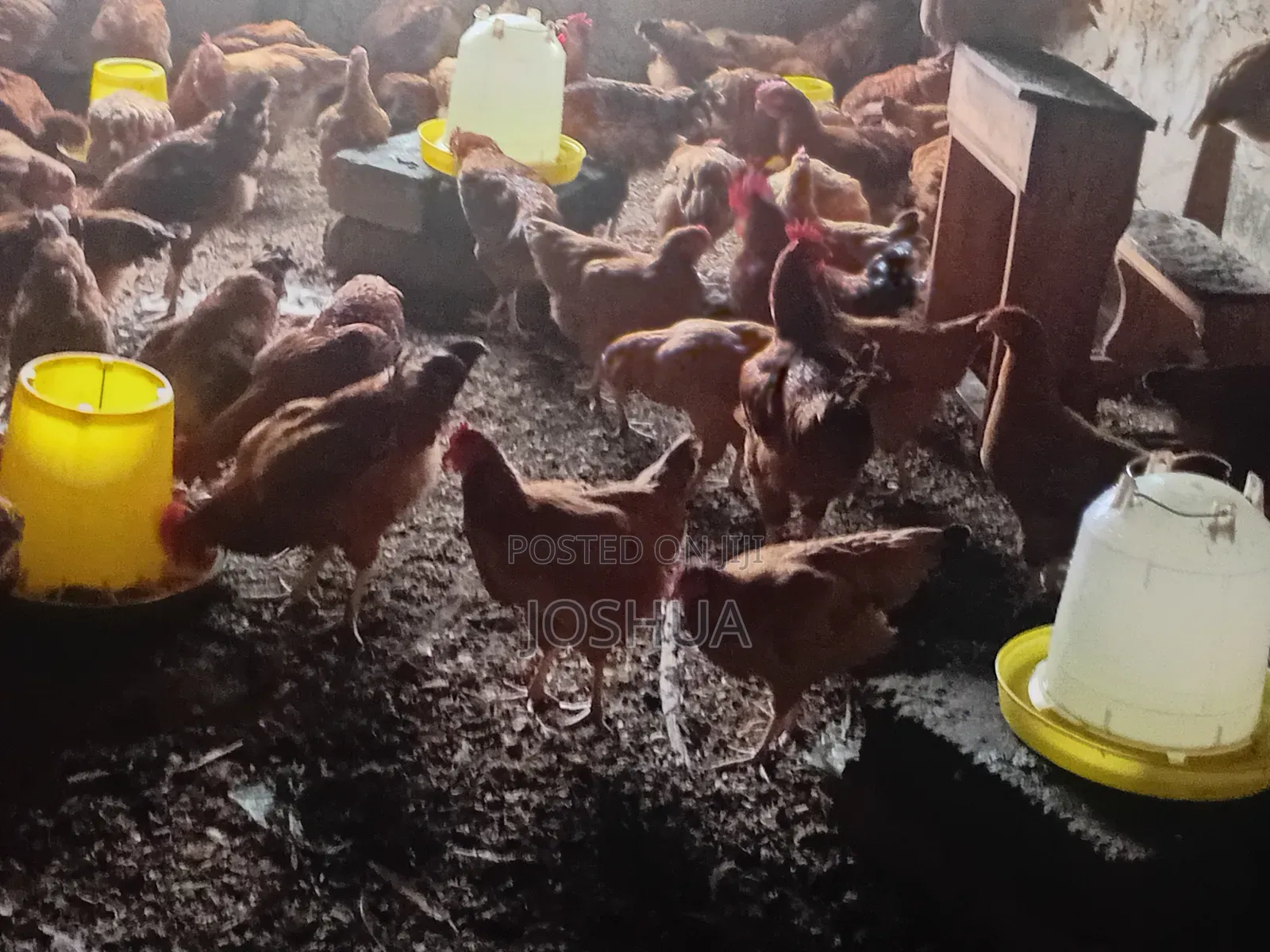J-Linkers Poultry Farm. Healthy, Organic Meat