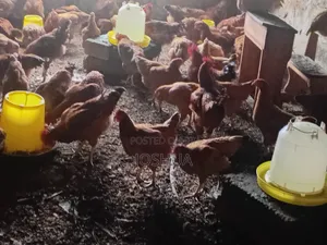 J-Linkers Poultry Farm. Healthy, Organic Meat