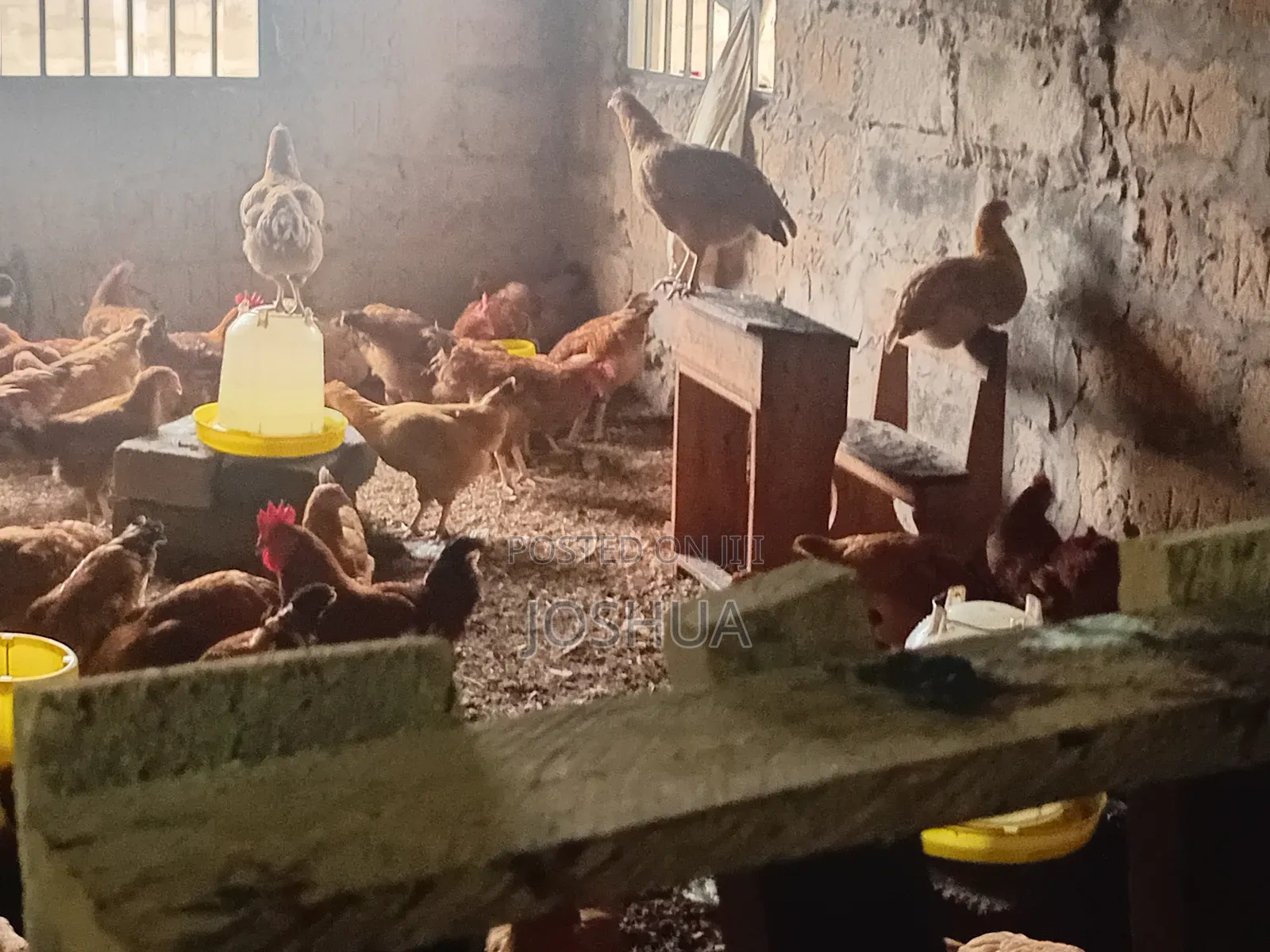 J-Linkers Poultry Farm. Healthy, Organic Meat