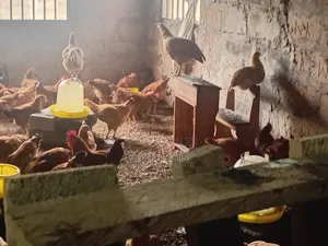 J-Linkers Poultry Farm. Healthy, Organic Meat