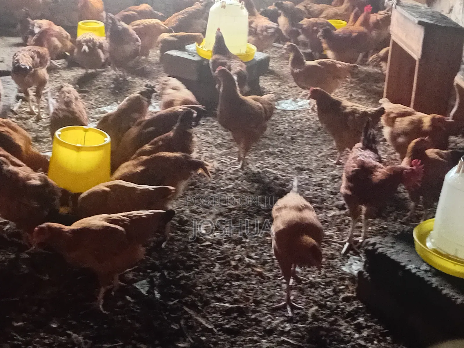 J-Linkers Poultry Farm. Healthy, Organic Meat