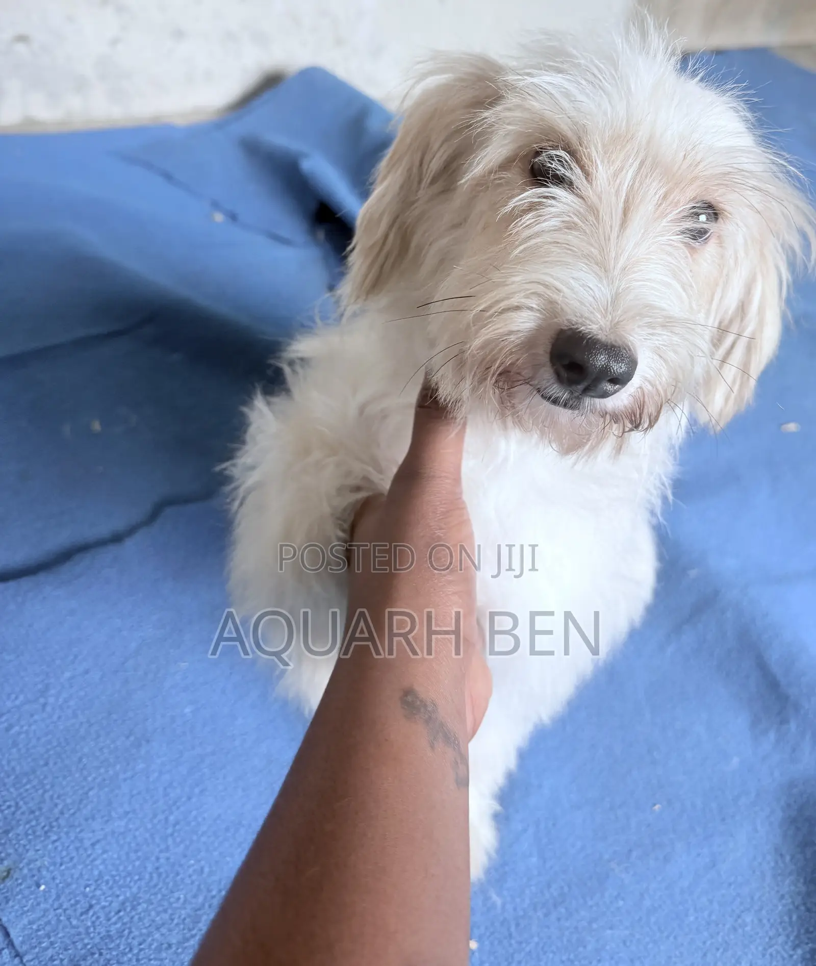 3-6 months Male Mixed Breed Maltese