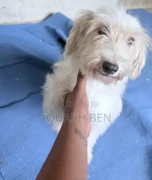 3-6 months Male Mixed Breed Maltese