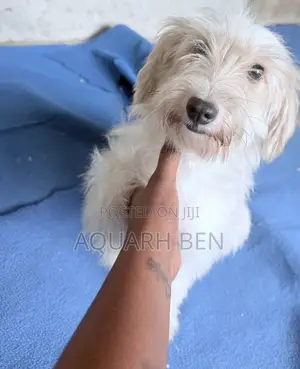 3-6 months Male Mixed Breed Maltese